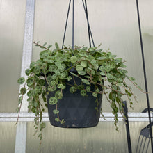 String of Turtles Hanging Pot - 5" Live Plant