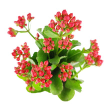 Kalanchoe blossfeldiana 'Calandiva Red' in 2"/4.5"/6" Pot: 6" Pot / Flower