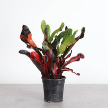 Mammy Croton - Live Plant: 3" Pot