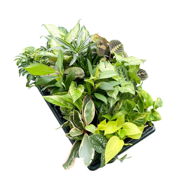 Grower's Choice Houseplant Assortment - 3