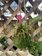 Pink Quill Bromeliad - 4" Live Plant