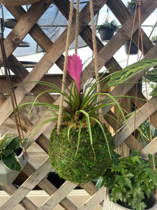 Pink Quill Bromeliad - 4" Live Plant