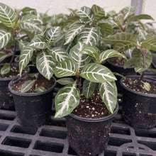 Zebra Plant - 4" Live Plant