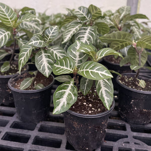 Zebra Plant - 4" Live Plant