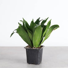 Low Light Houseplant Assortment - 3" Plants
