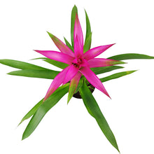Bromeliad Guzmania 'Pink' - Long-lasting Blooms Plant - 4/6": 4 inch