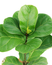 Ficus Lyrata Little Sunshine - Fiddle Leaf Fig  - 4 inch
