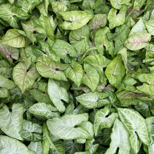 Assorted Butterfly Syngonium - Live Plant: 4" Pot