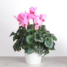 Blooming Cyclamen - Assorted Color - 6" Live Plant