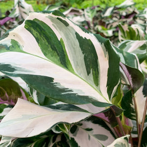 Calathea 'Stella' - Live Plant: 6-inch Pot