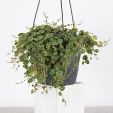 String of Turtles Hanging Pot - 5" Live Plant