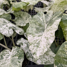 Alocasia Blizzard - 6" Live Plant - RARE
