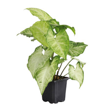 Assorted Butterfly Syngonium - Live Plant: 4" Pot