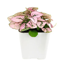 Hypoestes Phyllostachya Pink Splash - Colorful Houseplant: Pink and White Mix / 4" Pot