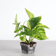 Low Light Houseplant Assortment - 3" Plants