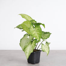 Assorted Butterfly Syngonium - Live Plant: 4" Pot