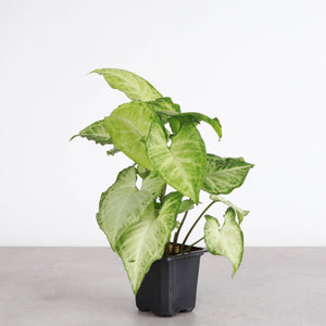 Assorted Butterfly Syngonium - Live Plant: 4" Pot