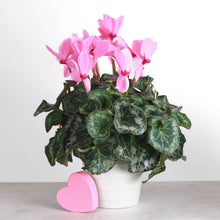 Blooming Cyclamen - Assorted Color - 6" Live Plant