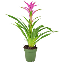 Bromeliad Guzmania 'Pink' - Long-lasting Blooms Plant - 4/6": 4 inch