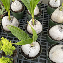 Coconut Palm - 6" Live Plant
