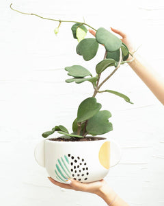 Trailing Hoya Kerrii Heart (At least 3+ leaves) - 4/6 inch: 4 inch