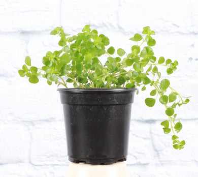 Green Baby Tears, Pilea Depressa - 4