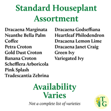 Grower's Choice Houseplant Assortment - 3" Live Plants: Standard
