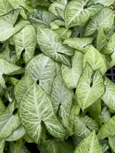 Assorted Butterfly Syngonium - Live Plant: 4" Pot