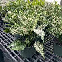 Wintery Winehouse Aglaonema - 6" Live Plant