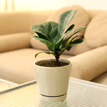 Ficus Lyrata Little Sunshine - Fiddle Leaf Fig  - 4 inch