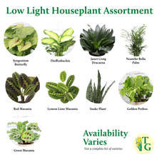 Low Light Houseplant Assortment - 3" Plants