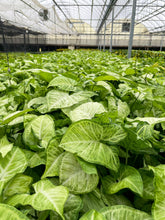 Assorted Butterfly Syngonium - Live Plant: 4" Pot