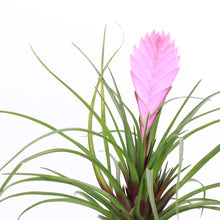Pink Quill Bromeliad - 4" Live Plant