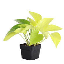 Neon Pothos Plant - Live Plant: 3" Pot