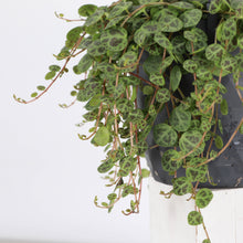 String of Turtles Hanging Pot - 5" Live Plant