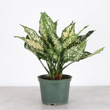 Wintery Winehouse Aglaonema - 6" Live Plant