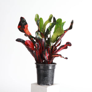 Mammy Croton - Live Plant: 3" Pot