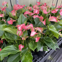 Candy Cane Anthurium, Flamingo Flower - 6" Live Plant
