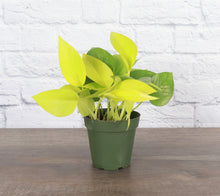 Neon Pothos Plant - Live Plant: 3" Pot
