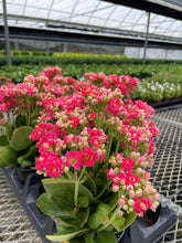 Flowering Calandiva - Kalanchoe - 4" Live Plant: Orange