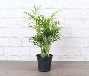 Neanthe Bella Palm, Parlor Palm - Live Plant: 6" Pot