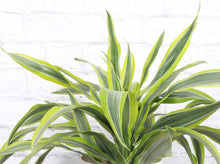 Lemon Lime Dracaena - Live Plant: 3" Pot