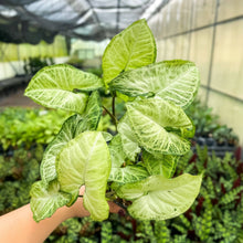Assorted Butterfly Syngonium - Live Plant: 4" Pot