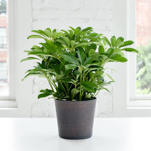 6.5" Decorative Pot Cover for Plants: Copper