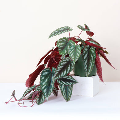 Cissus Discolor - Rex Begonia Vine - Live Plant: 6
