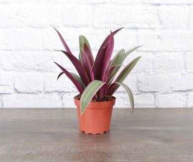 Tricolor Oyster Tradescantia - 4
