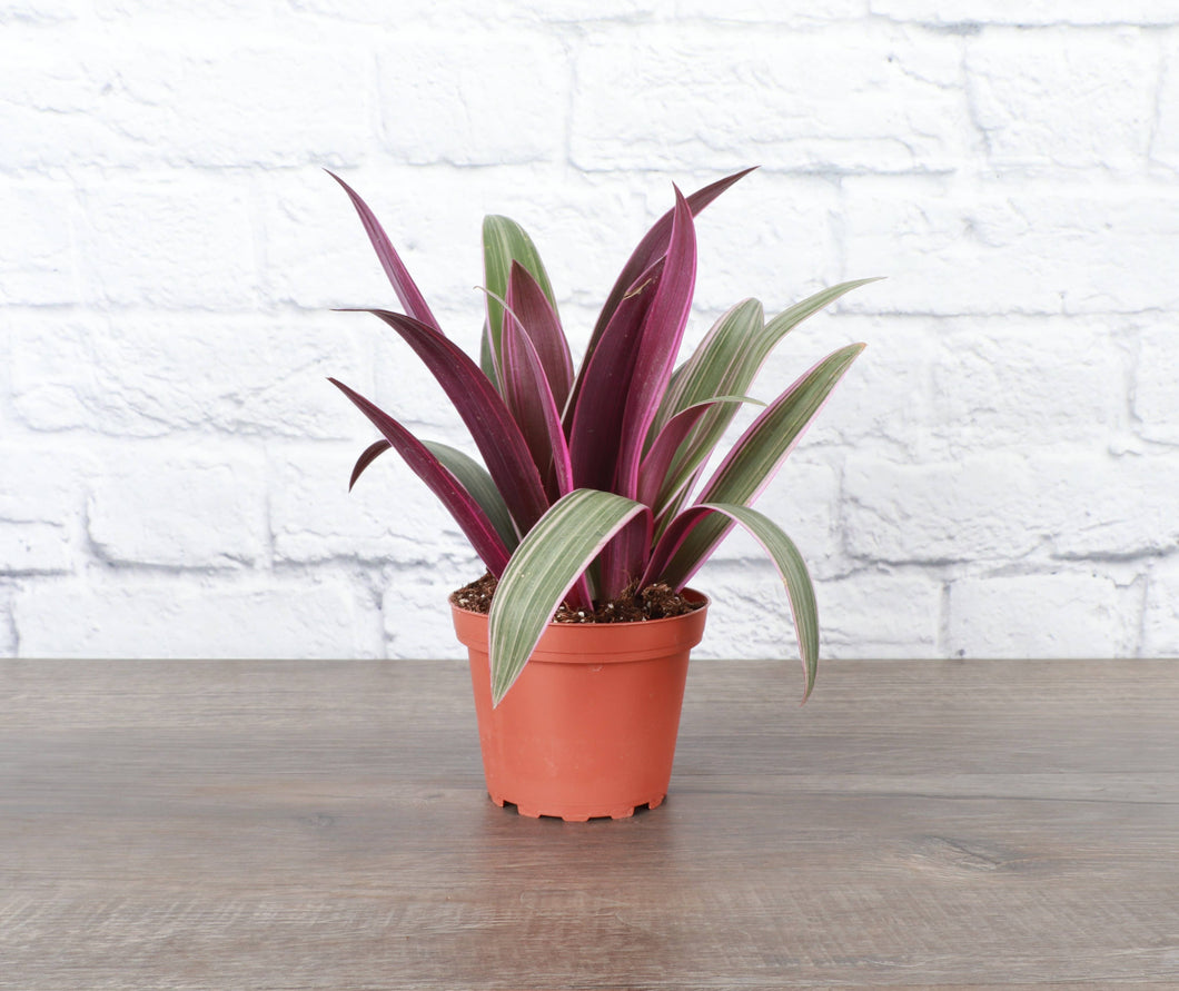 Tricolor Oyster Tradescantia - 4