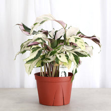 Calathea 'Stella' - Live Plant: 6-inch Pot