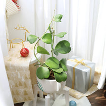 Trailing Hoya Kerrii Heart (At least 3+ leaves) - 4/6 inch: 4 inch