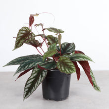 Cissus Discolor - Rex Begonia Vine - Live Plant: 6" Pot